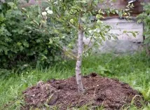 Яблуня Штрейфлінг опис та характеристика сорту опис