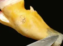 желирано месо желе