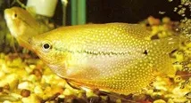 хвърляне gourami