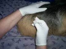 Джак Ръсел английски език