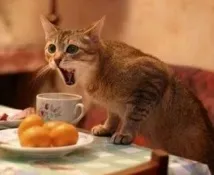 миризми които