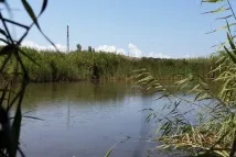 Зимородок яскраво-синій літаючий рибалок мене
