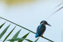 Зимородок яскраво-синій літаючий рибалок було