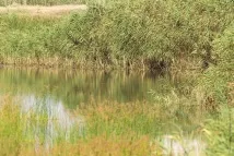 Зимородок яскраво-синій літаючий рибалок зимородок