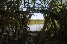Зимородок яскраво-синій літаючий рибалок зимородок