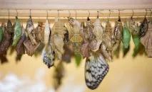 30 фото красивих живих тропічних метеликів у подарунок огляд найкрасивіших видів, сценарії тропічних