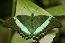 30 фото красивих живих тропічних метеликів у подарунок огляд найкрасивіших видів, сценарії метеликів