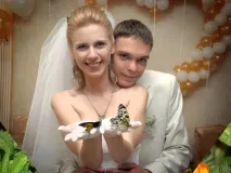 30 фото красивих живих тропічних метеликів у подарунок огляд найкрасивіших видів, сценарії красивих