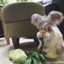 наскоро които