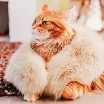 животни животни