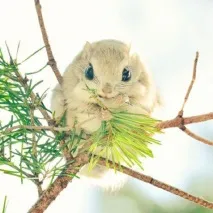 срещали които