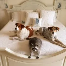 наскоро любима играчка