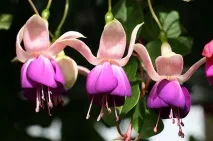 fuchsia снимки
