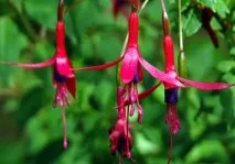 home fuchsia