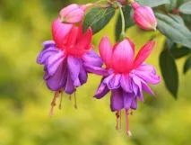 fuchsia fuchsia