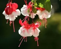 home fuchsia