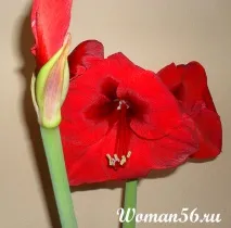Амариліс догляд у домашніх умовах амариллісу
