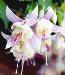 снимки fuchsia