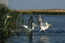 Астраханський заповідник - притулок для безлічі птахів та тварин астраханський