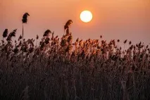 Астраханський заповідник - притулок для безлічі птахів та тварин притулок