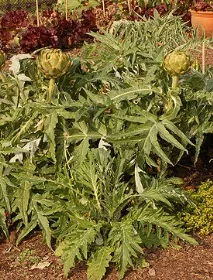 Артишок іспанський - це Cynara