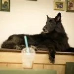 cafe