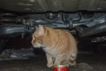 Бездомні коти нашого двору бездомні