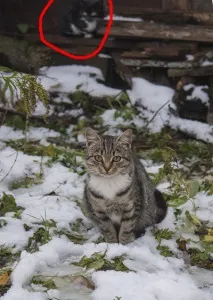 Бездомні коти нашого двору зверху