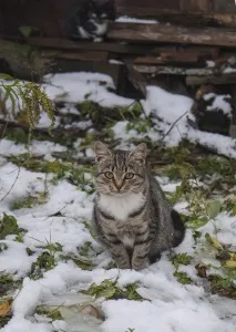 Бездомні коти нашого двору бездомні