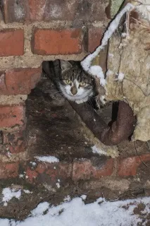 Бездомні коти нашого двору двору