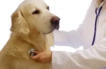 Як антисептики використовують... рану
