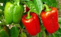 Болгарський перець - користь та шкода для здоров’я, як вибирати, калорійність, рецепти, відео перець