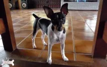 териер