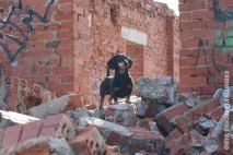 Велика справа маленького рятівника Як харківськатакса досягла міжнародного успіху - Новини велика