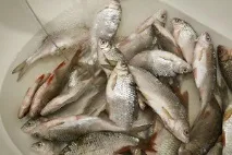 Botulismul în peștele uscat, prăjit, semne, cum să distingem și să evitați otrăvirea