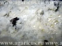 Хвороби, порушення та відхилення хвороби