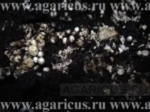 Хвороби, порушення та відхилення хвороби