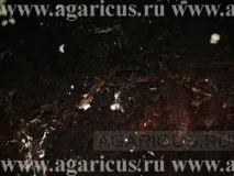 Хвороби, порушення та відхилення порушення