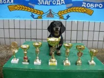 Велика справа маленького рятівника Як харківськатакса досягла міжнародного успіху - Новини харківськатакса