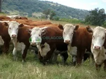 клане клане