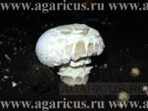 Хвороби, порушення та відхилення хвороби