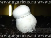 Хвороби, порушення та відхилення порушення
