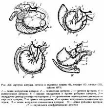 коремната аорта коремна