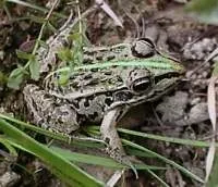 Чорноплямиста жаба Rana nigromaculata Hallowell, 1860 жаба