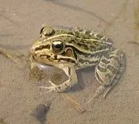Чорноплямиста жаба Rana nigromaculata Hallowell, 1860 rana