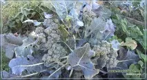 Чим корисна брокколі і як її готувати, Сайт про сад, дач та кімнатні рослини сайт