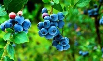 Чорниця або брусниця догляд, вирощування, полив, посадка в домашніх умовах брусниця