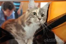 Октябрски беше шампиони