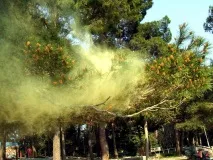 Що повинні знати автомобілісти про алергію та чим вона небезпечна для водіїв вона