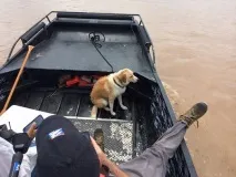 лапа Точност данните